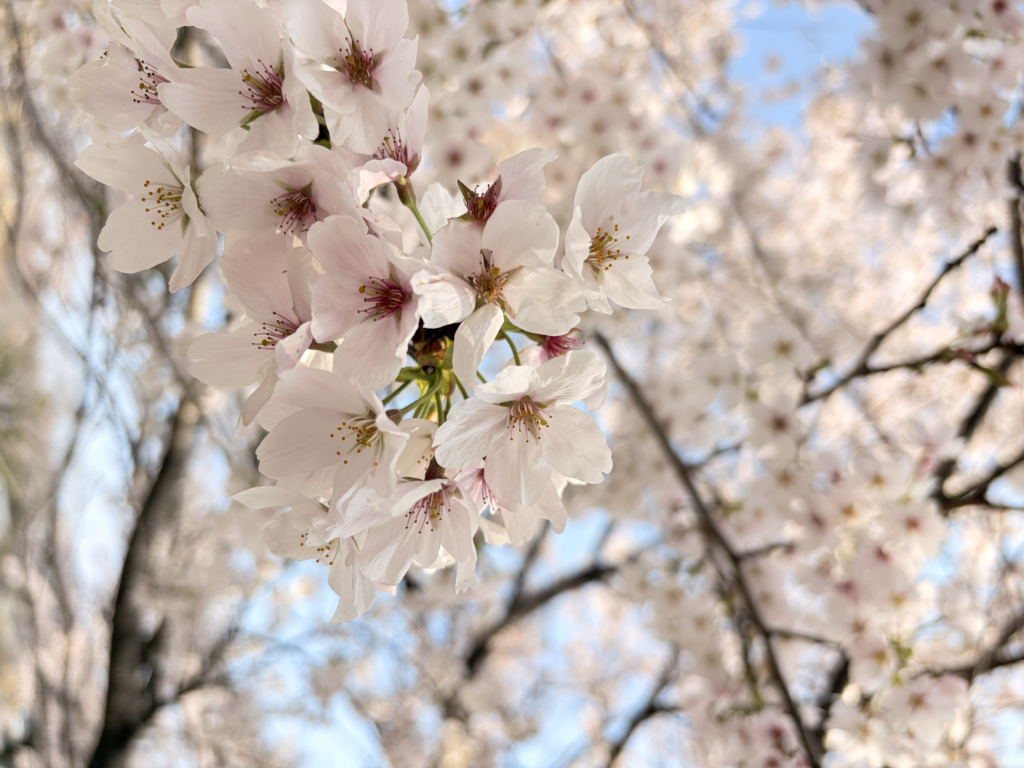 桜のアップ写真
